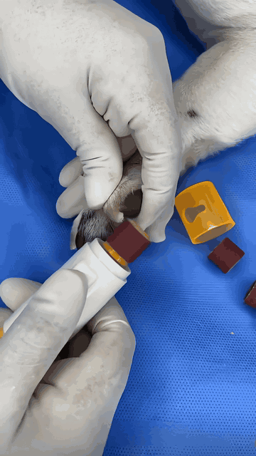 PawsCare – szlifowanie pazura psa z bliska